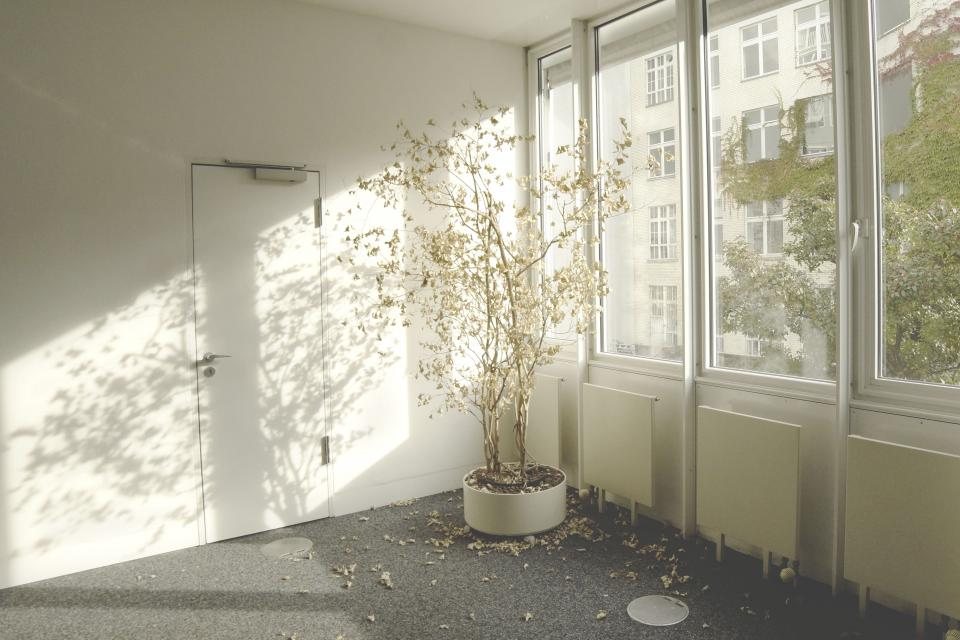 Sunlit room with a potted tree